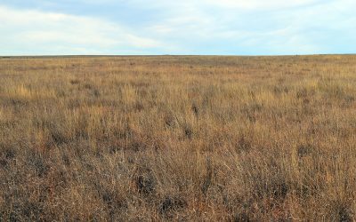 Why Buy CRP Land in the Conservation Reserve Program?