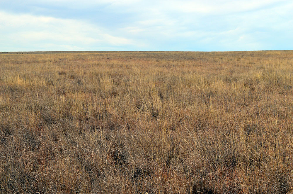 Why Buy CRP Land in the Conservation Reserve Program?