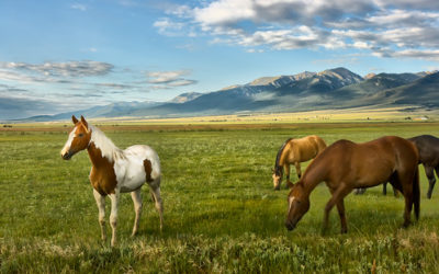 Van Horn Ranch for Sale in Huerfano County Colorado