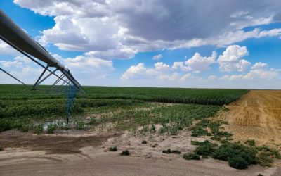 Productive Irrigated Farms for Sale – Colorado/Kansas Border