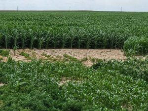 irrigated farms for sale