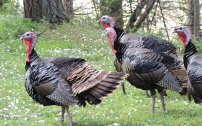 Hunt Big Game, Turkey & Birds in Eastern Colorado