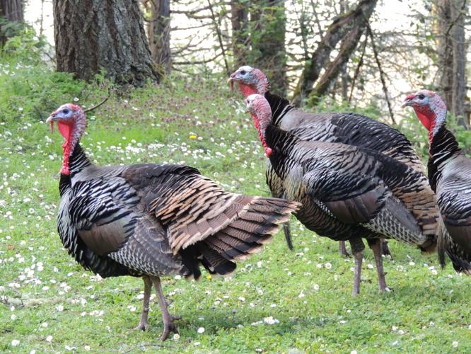 Hunt Big Game, Turkey & Birds in Eastern Colorado